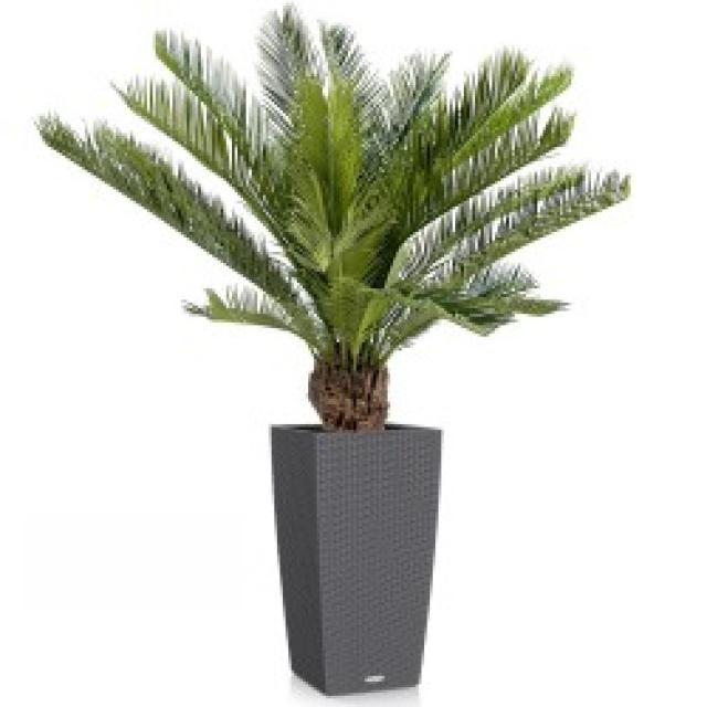 Cycas Artificiel Tronc Fibre de Verre - Cycas Artificiel Tronc