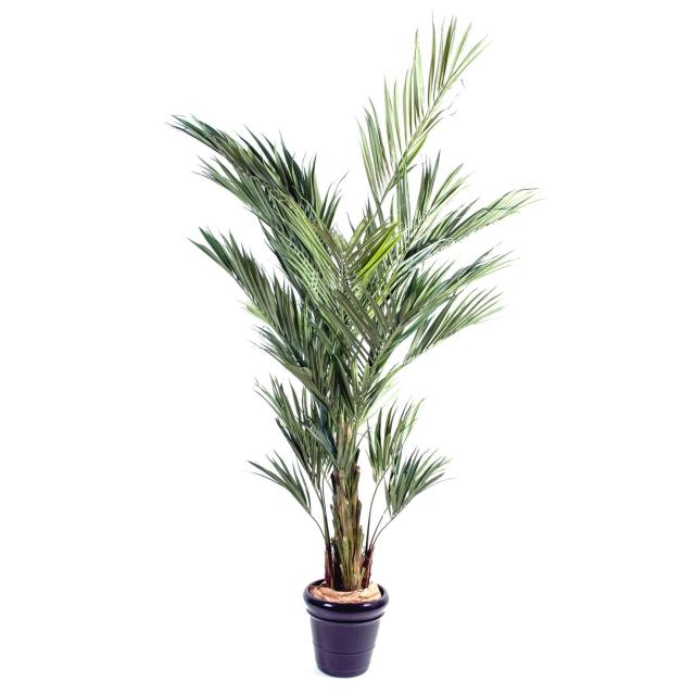 Kentia Artificiel Royal