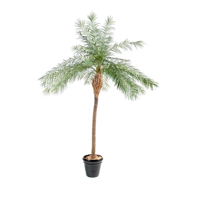 Palmier Phoenix Artificiel NEW - Phoenix Artificiel NEW